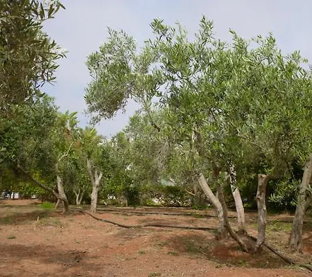 Myrtiana